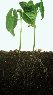 Parts: French bean root system