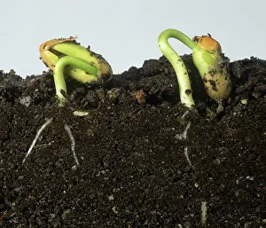 Seedlings: French Bean Seeds