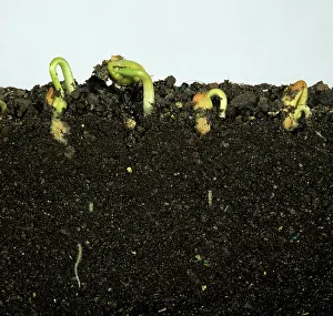Seedlings: French bean seeds germinating