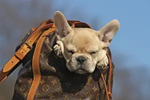 Doze: French Bulldog, 12 weeks, in a rucksack, sleeping