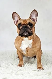Completely: French bulldog