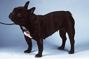 Collars: French Bulldog