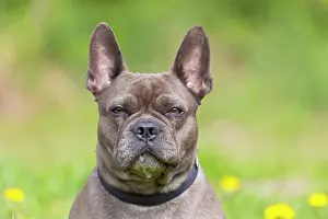Pedigreed: French Bulldog