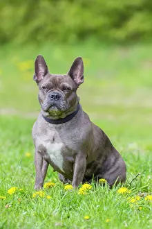 Pedigreed: French Bulldog