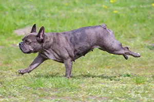 Pedigreed: French Bulldog