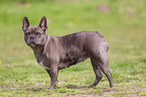 Pedigreed: French Bulldog