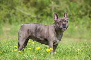 Pedigreed: French Bulldog