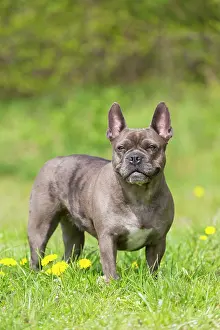 Pedigreed: French Bulldog