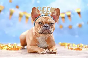 Greeting: French Bulldog with birthday part headband with