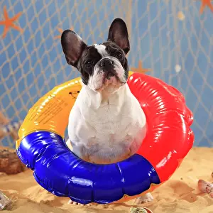 French bulldog, bitch with swimming hoop, swimming