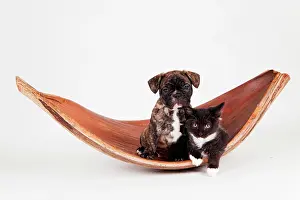 Bowl: French bulldog (Canis lupus familiaris) with black