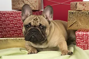 Presents: French Bulldog with Christmas presents French Bulldog