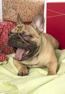 Presents: French Bulldog with Christmas presents French Bulldog