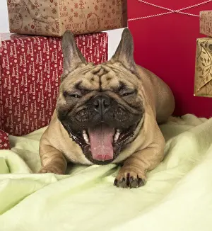 Presents: French Bulldog with Christmas presents French Bulldog