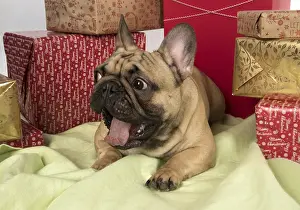 Presents: French Bulldog with Christmas presents French Bulldog