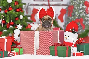 Present: French Bulldog dog in Christmas gift box between