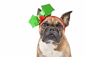 Headband: French Bulldog dog with Christmas holly headband