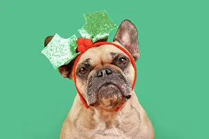 Build: French Bulldog dog with Christmas mistletoe headband