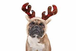 Content: French Bulldog dog with Christmas reindeer antler