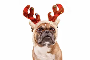 Reindeer: French Bulldog dog with Christmas reindeer antler