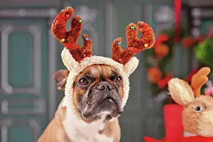 Reindeer: French Bulldog dog with Christmas reindeer antler