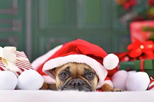Claus: French Bulldog dog with Christmas Santa claus cape
