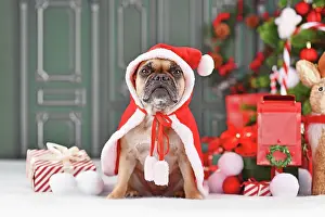 Festival: French Bulldog dog with Christmas Santa Claus cape