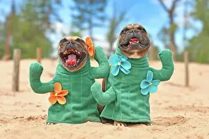 French Bulldog dog dressed up with cactus costum