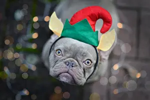 Eleven: French Bulldog dog dressed up as cute Christmas