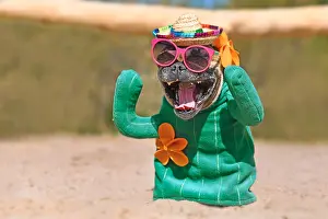 Sunglasses: French Bulldog dog dressed up with funny cactus