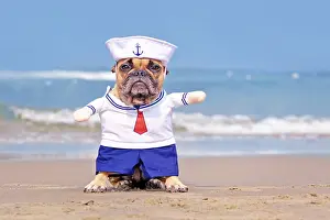 French Bulldog dog dressed up with funny sailor