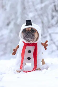 Scarf: French Bulldog dog dressed up with funny snowman