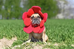 Dressed: French Bulldog dog dressed up as funny spring flower