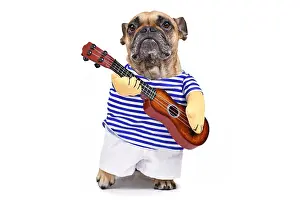 Tool: French Bulldog dog dressed up as guitar player wearing