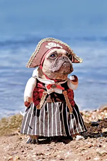 Dress: French Bulldog dog dressed up with pirate bride