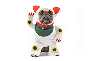 Raised: French Bulldog dog dressed up with traditional J