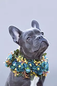 Necklace: French Bulldog dog with flower collar in front of