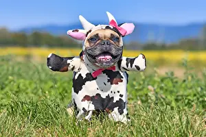 French Bulldog dog in funny Cow costume