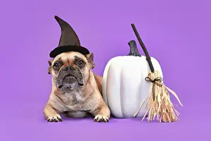 Broom: French Bulldog dog with Halloween costume witch
