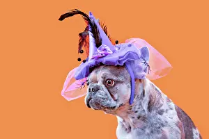 Headgear: French Bulldog dog with Halloween costume witch