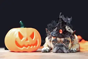 Scary: French Bulldog dog with Halloween costume witch