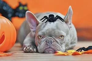 Scary: French Bulldog dog with Halloween spider on head