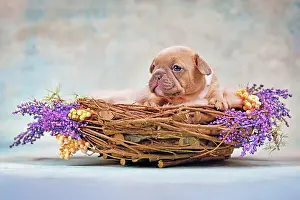 French Bulldog dog puppy in animal nest decorated
