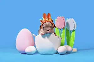 Decorated: French Bulldog dog puppy with Easter bunny ears