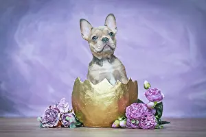Shell: French Bulldog dog puppy hatching out of golden