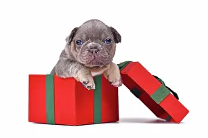 Packaging: French Bulldog dog puppy peaking out of red Christmas