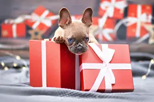 Give: French Bulldog dog puppy peeking out of red Christmas