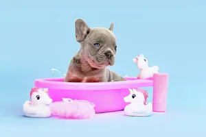 Unicorn: French Bulldog dog puppy in pink bathtub with ru