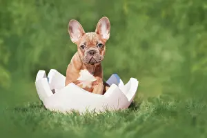 Easter: French Bulldog dog puppy sitting in egg shell on