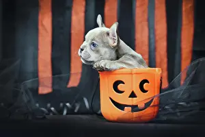 Paper: French Bulldog dog puppy sitting in spooky Halloween